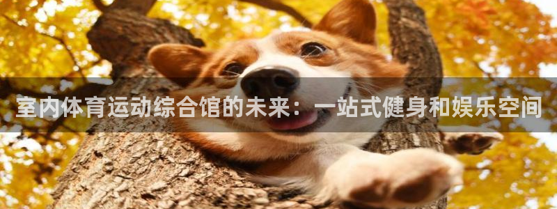 意昂5Kgame招商：室内体育运动综合馆的未来：一站式健身和娱乐空间