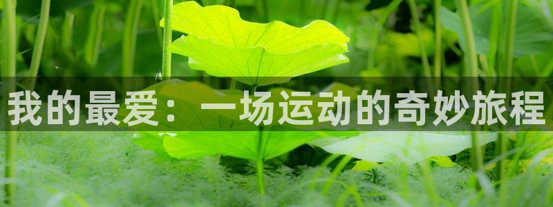 意昂5Kgame体育合法嘛：我的最爱：一场运动的奇妙旅程